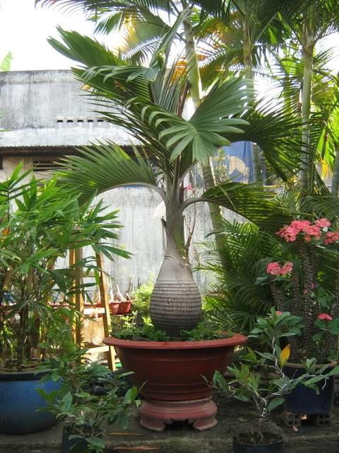 Cau sâm banh có khả năng thích nghi với nhiều loại đất trồng, chịu được nền đất khô kiệt nước lâu ngày, thậm chí nền đất thiếu dinh dưỡng nên ngày càng được trồng làm cây cảnh rộng rãi hơn. Ảnh: cayxanhcantho.