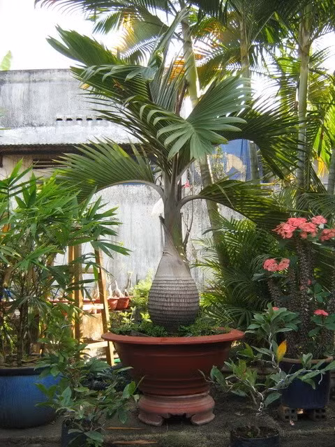 Cau sâm banh có khả năng thích nghi với nhiều loại đất trồng, chịu được nền đất khô kiệt nước lâu ngày, thậm chí nền đất thiếu dinh dưỡng nên ngày càng được trồng làm cây cảnh rộng rãi hơn. Ảnh: cayxanhcantho.