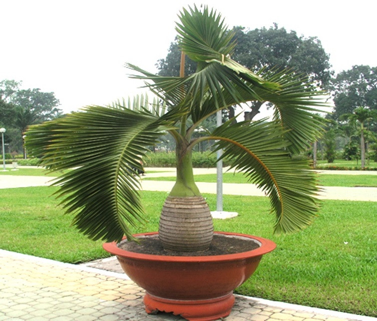 Cau sâm banh cao khoảng từ 1,5m - 2,5m tính cả phần ngọn, cuống lá dài gần bằng chiều dài của thân cây, lớp vỏ thân dày, có ngấn khít nhau, là dấu vết của bẹ lá khi rụng. Ảnh: blogspot.