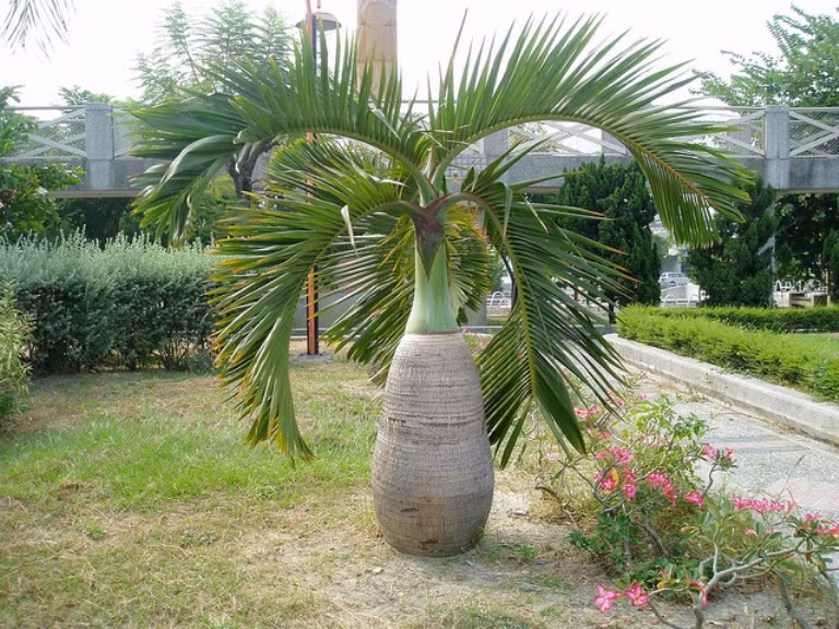  Cau sâm banh có tên khoa học là Hyophorbe lagenicaulis. Đây là loài cây thân gỗ thường xanh với hình thái vô cùng đặc trưng. Ảnh: nhadepthe.