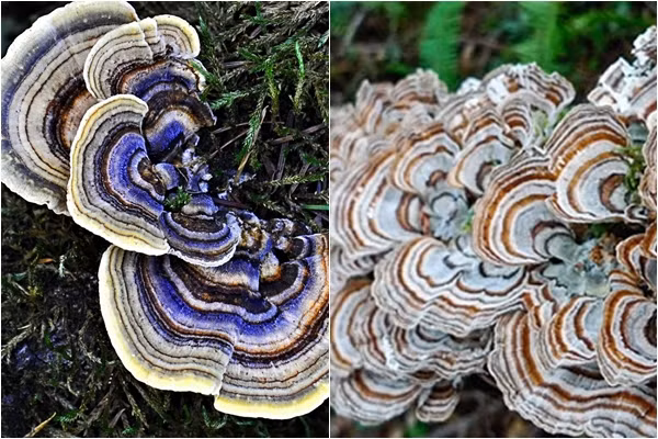 Trên thế giới, nấm đuôi gà tây phân bố ở Mỹ, châu Á, Trung Quốc, Ấn Độ, châu Âu, Canada, Nam Mỹ, châu Phi... Ảnh: namlimxanh.