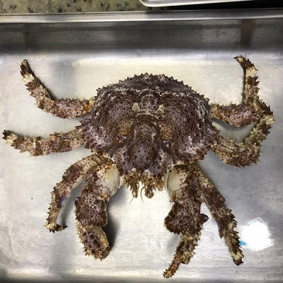 Ở một số quốc gia, vỏ cua ruby khổng lồ còn được dùng để làm đồ trang sức và bán với giá cao. Ảnh: tomhumalaska.