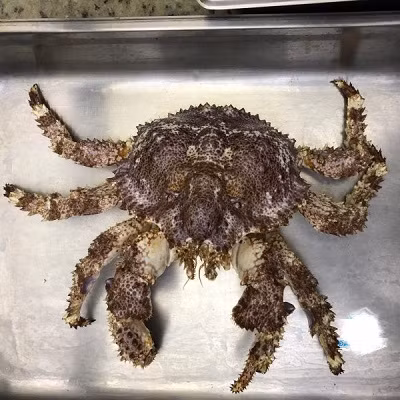 Ở một số quốc gia, vỏ cua ruby khổng lồ còn được dùng để làm đồ trang sức và bán với giá cao. Ảnh: tomhumalaska.