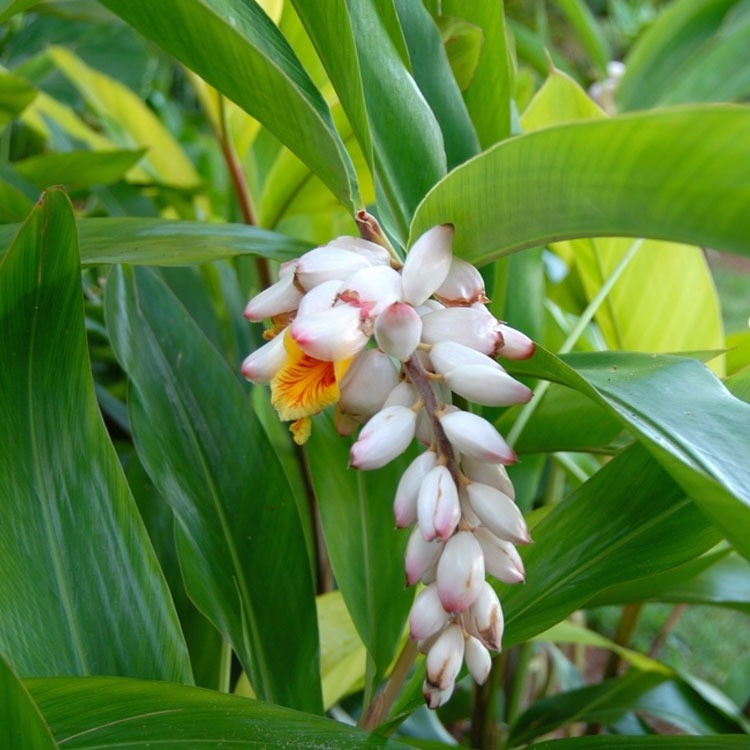 Cây getto là loài cây không kén đất và là loài ưa sáng. Nếu chủ động được nguồn nước có thể trồng được tất cả các mùa trong năm. Ảnh: mlstatic.