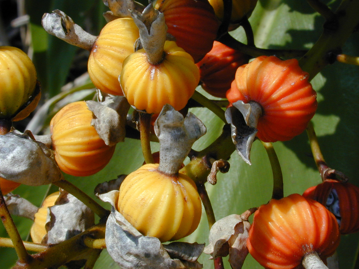 Ở nước ta, cây getto đã được trồng và dùng làm trà có tác dụng kéo dài tuổi thọ. Ảnh: wikimedia.