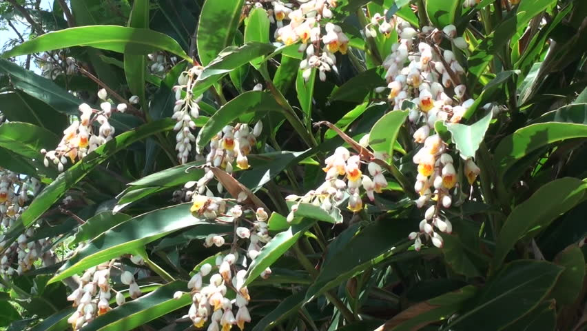 Tại Nhật Bản, cây getto mọc rất nhiều. Tại Việt Nam, cây getto cũng có thể trồng được ở tất cả các vùng, miền. Ảnh: picdn.