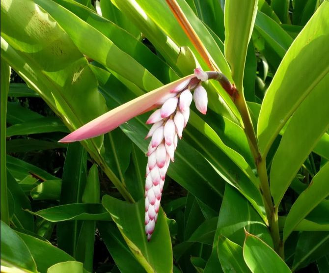 Với người dân Okinawa (Nhật Bản), cây getto là một thức ăn đặc trưng từ nhiều thế kỷ nay và bây giờ vẫn mọc một cách tự nhiên trên đảo. Ảnh: blogspot.