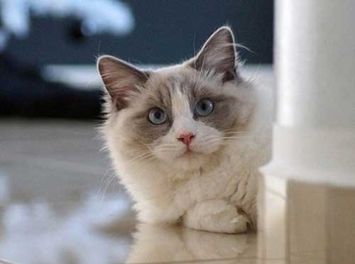 Bộ gen quy định màu lông đặc trưng của mèo Ragdoll cũng quy định màu mắt xanh của chúng. Ảnh: blogyeuchomeo.