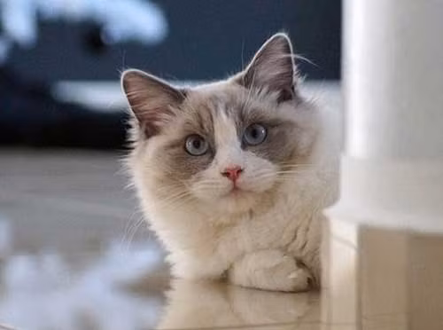 Bộ gen quy định màu lông đặc trưng của mèo Ragdoll cũng quy định màu mắt xanh của chúng. Ảnh: blogyeuchomeo.