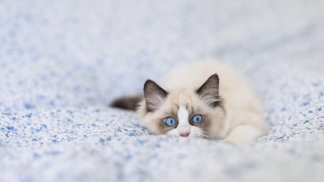 Mèo Ragdolls có xu hướng quan tâm đến con người nhiều hơn một số giống mèo khác. Ảnh: thegioidongvat.
