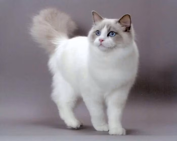  Loài mèo Ragdolls là một giống mèo hoàn toàn mới, được cho là được lai tạo bởi một người lai tạo sống ở California trong những năm 1960 tên là Ann Baker. Ảnh: thegioidongvat.