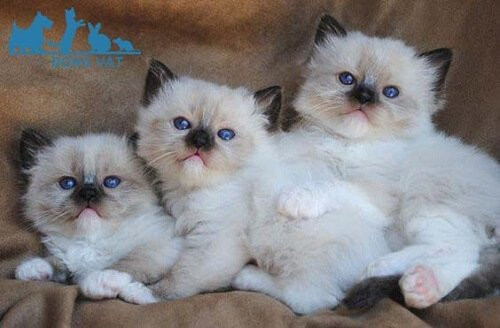 Mèo Ragdolls là một trong những giống mèo có kích thước lớn với con đực thường nặng từ 6,8kg - 9,1kg và mèo cái là từ 4,5kg - 6,8kg. Ảnh: tindongvat.