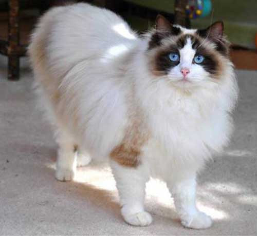 Mèo Ragdolls có thể được mô tả bằng 3 từ: to, đẹp và thân thiện. Chúng sở hữu bộ lông mềm mại và hơi dài tương tự như mèo Ba Tư hoặc Angora. Ảnh: blogyeuchomeo.