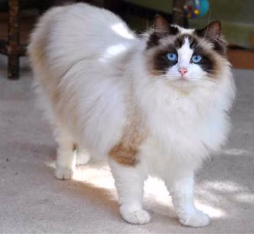 Mèo Ragdolls có thể được mô tả bằng 3 từ: to, đẹp và thân thiện. Chúng sở hữu bộ lông mềm mại và hơi dài tương tự như mèo Ba Tư hoặc Angora. Ảnh: blogyeuchomeo.