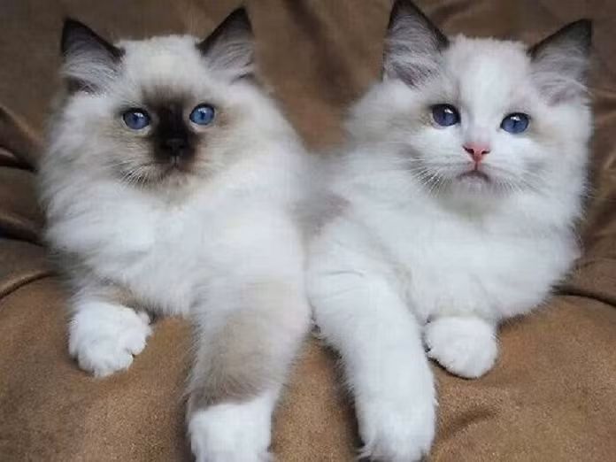 Bên cạnh bộ lông sang trọng và thân hình to lớn, mèo Ragdoll còn được biết đến với đôi mắt xanh sáng vô cùng tuyệt đẹp. Ảnh: trumboss.