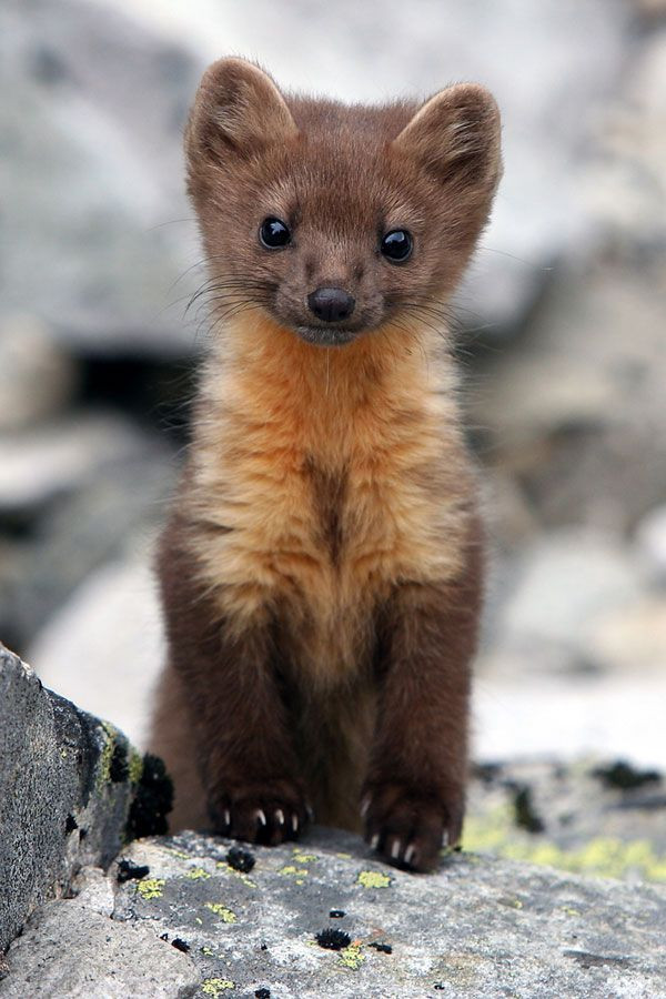 Lông chồn zibelin có giá trị cao, là mặt hàng sang trọng ngày nay. Ảnh: picdn.