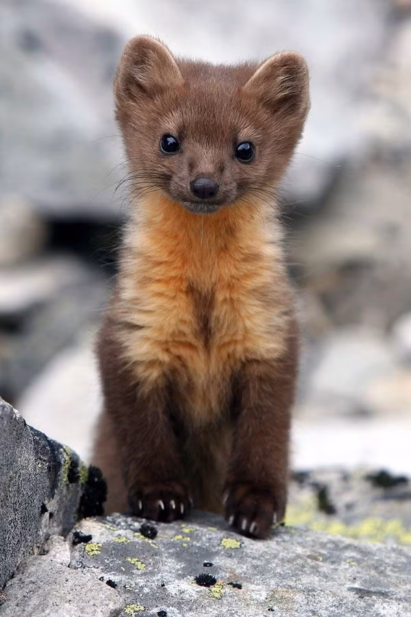 Lông chồn zibelin có giá trị cao, là mặt hàng sang trọng ngày nay. Ảnh: picdn.