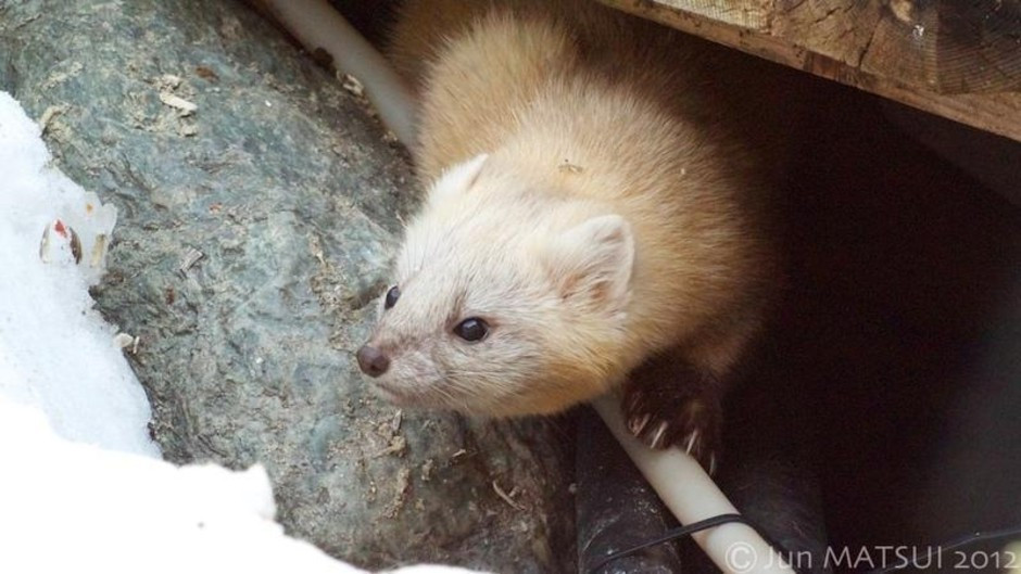 Chồn zibelin có vóc dáng như mèo. Con đực có chiều dài cơ thể từ 38cm – 56cm, nặng từ 880g - 1.800g trong khi con cái có chiều dài cơ thể từ 35cm – 51cm. Ảnh: baotainguyenmoitruong.