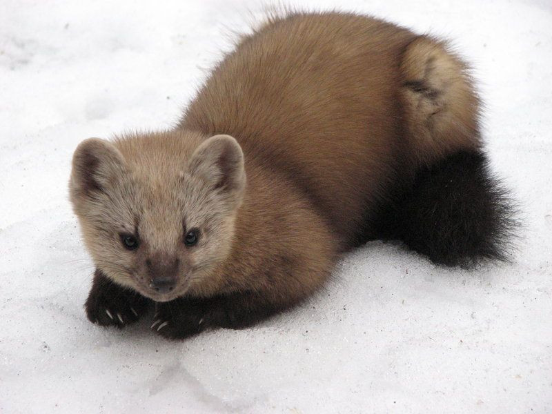Chồn zibelin thích sống một mình và rất giỏi về leo cây. Ảnh: wikimedia.
