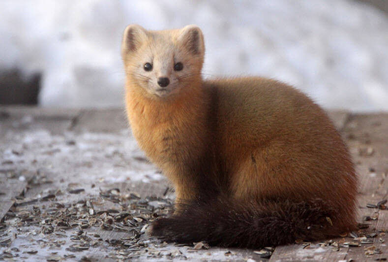 Chồn zibelin cũng giữ kỷ lục về độ lâu khi làm tình. Loài chồn này có thể thực hiện điều đó liên tục trong... 8 giờ không nghỉ. Ảnh: wikimedia..