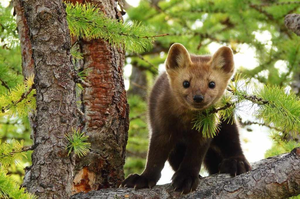 Thậm chí, bộ lông của loài chồn zibelin còn được tôn vinh là lông thú số 1. Ảnh: ipfactly.