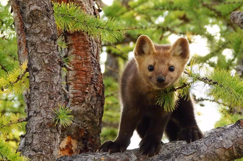 Thậm chí, bộ lông của loài chồn zibelin còn được tôn vinh là lông thú số 1. Ảnh: ipfactly.