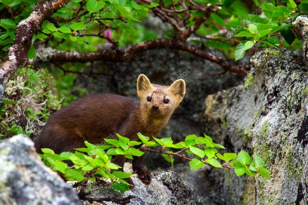 Chồn zibelin phân bố ở Nga, miền đông Kazakhstan, phía bắc Mông Cổ, Trung Quốc, Bắc và Nam Triều Tiên và Hokkaidō tại Nhật Bản. Ảnh: stereo.