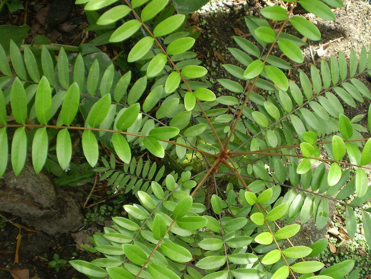 Trên thế giới, cây mật nhân phân bố ở Indonesia, Thái Lan, Lào và Ấn Độ. Ảnh: tieudungvne.