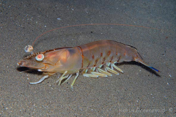  Tôm nilon có tên khoa học là Melicertus latisulcatus. Loài tôm này sống ở độ sâu từ 2m - 90m hoặc sâu hơn, chất đáy bùn, cát. Ảnh: tepbac.