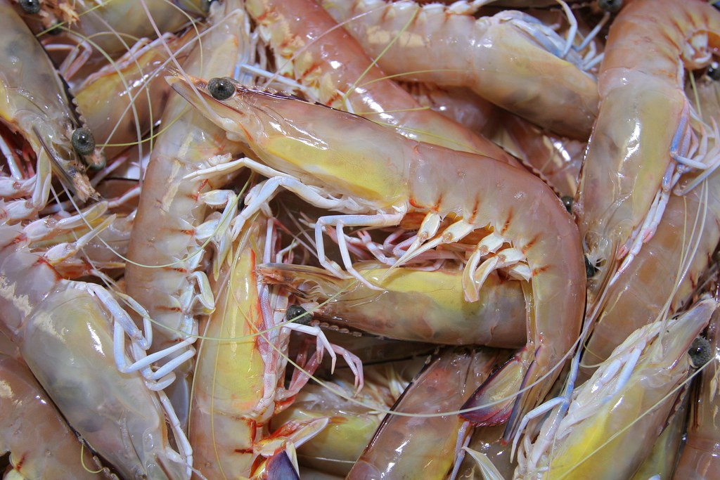 Trên thế giới, tôm nilon phân bố ở Ấn Độ -Tây Thái Bình Dương: Đông và đông nam Châu Phi tới Nam Trung Quốc, qua Malaysia và Indonesia đến New Guinea, bắc Úc. Ảnh: staticflickr.