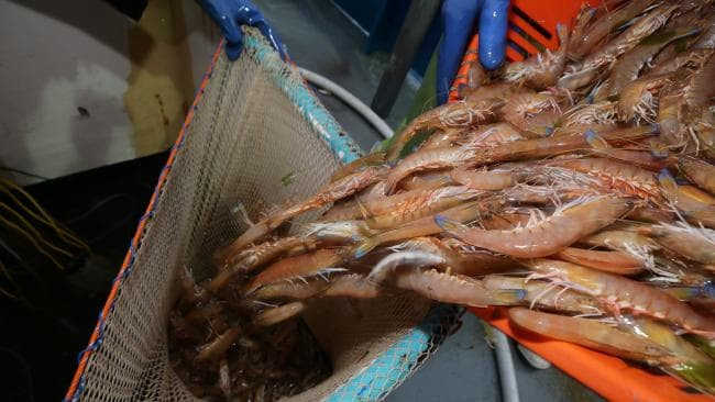 Tôm nilon có cơ thể màu trắng hơi trong, điểm những chấm sắc tố xanh, đen, lục nhạt. Ảnh: newsapi.