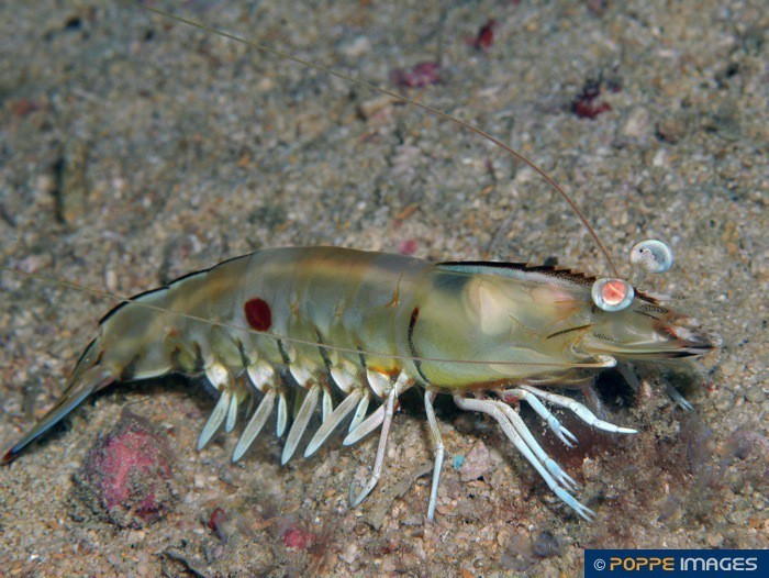 Ở rìa chân hàm và chân bụng của tôm nilon có sắc tố xanh, ở chân ngực có màu đỏ hồng. Ảnh: googleapis.