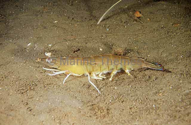 Tôm nilon thường sống ở vùng cửa sông, vực nước cạn. Ảnh: marinethemes.