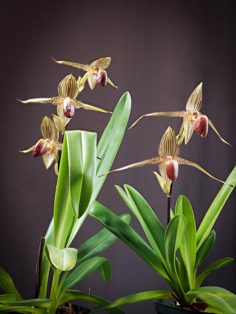 Để sở hữu một nhánh lan hài Paphiopedilum rothschildianum, bạn phải bỏ ra 5.000 - 6.000 đô la. Ảnh: vuonphonglan.