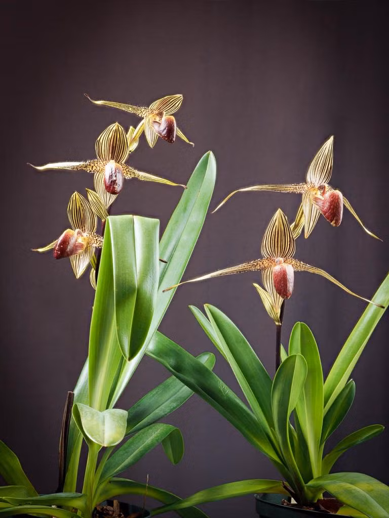 Để sở hữu một nhánh lan hài Paphiopedilum rothschildianum, bạn phải bỏ ra 5.000 - 6.000 đô la. Ảnh: vuonphonglan.