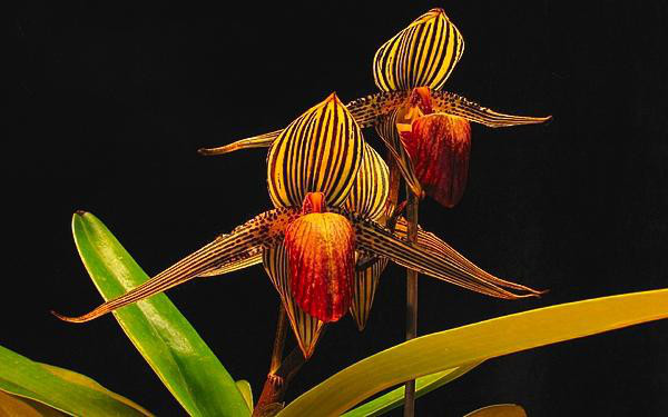 Thậm chí, lan hài Paphiopedilum rothschildianum còn được coi là “Vàng của Kinabalu”. Ảnh: vov.