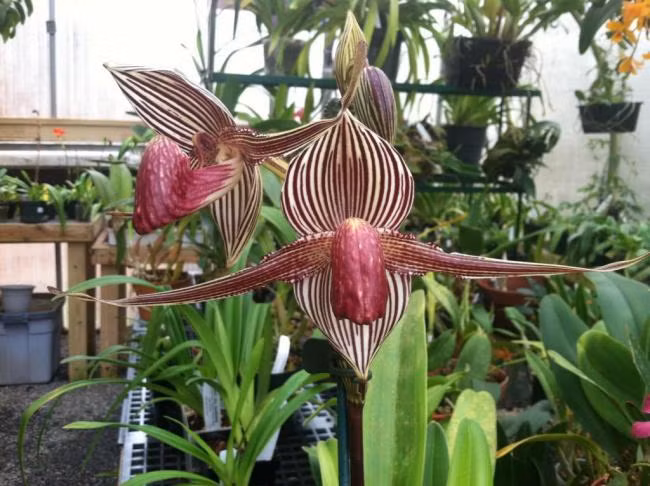 Bạn sẽ không thể tìm thấy lan hài Paphiopedilum rothschildianum trong tự nhiên ngoại trừ khu vực Vườn quốc gia Kinabalu ở Malaysia. Ảnh: vuonphonglan.