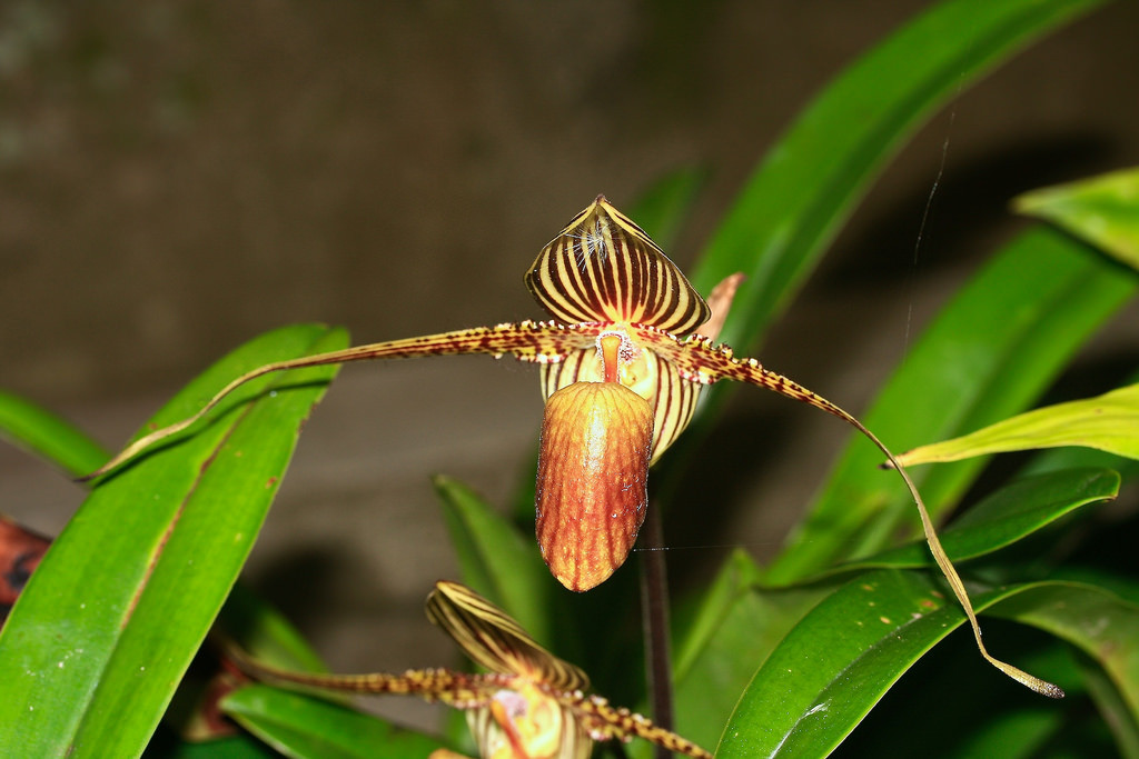 Lan hài Paphiopedilum rothschildianum là một giống lan đặc biệt bởi 15 năm nó mới nở hoa một lần, vào giữa tháng 4, tháng 5. Ảnh: vuonphonglan.