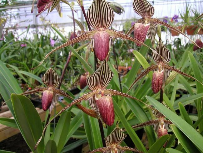 Tên gọi của lan hài Paphiopedilum rothschildianum được đặt vào năm 1988 để vinh danh Bá tước Ferdinand James Von Rothschild, một nhà thảo mộc nổi tiếng về trồng lan này. Ảnh: vuonphonglan.