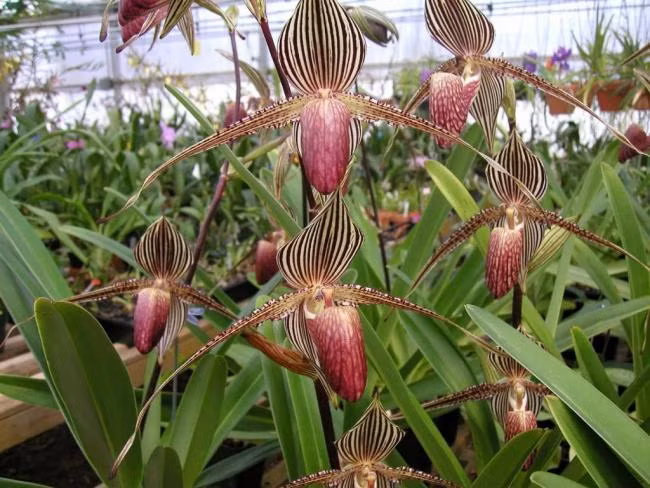Tên gọi của lan hài Paphiopedilum rothschildianum được đặt vào năm 1988 để vinh danh Bá tước Ferdinand James Von Rothschild, một nhà thảo mộc nổi tiếng về trồng lan này. Ảnh: vuonphonglan.