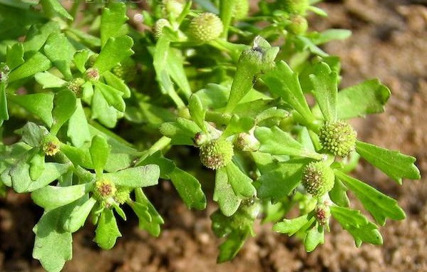 Cây cóc mẳn thường bị nhầm lẫn với nhiều loài cây khác do chúng đều có bề ngoài nhìn rất giống nhau. Ảnh: baoquangngai.