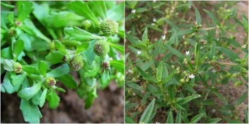 Cây cóc mẳn là loài bản địa ở châu Á ôn đới (Trung Quốc, Nhật, Đài Loan), châu Á nhiệt đới (Việt Nam, Thái Lan, Indonesia, Malaysia, Ấn Độ, Pakistan…), châu Đại Dương (Úc, New Zealand…). Ảnh: namlimxanh.