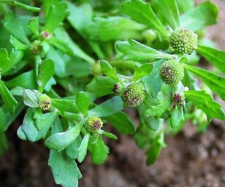 Cây cóc mẳn còn được sử dụng làm thuốc trị cảm cúm, hỗ trợ điều trị viêm mũi dị ứng, trị ho khan,...Ảnh: blogsudo.