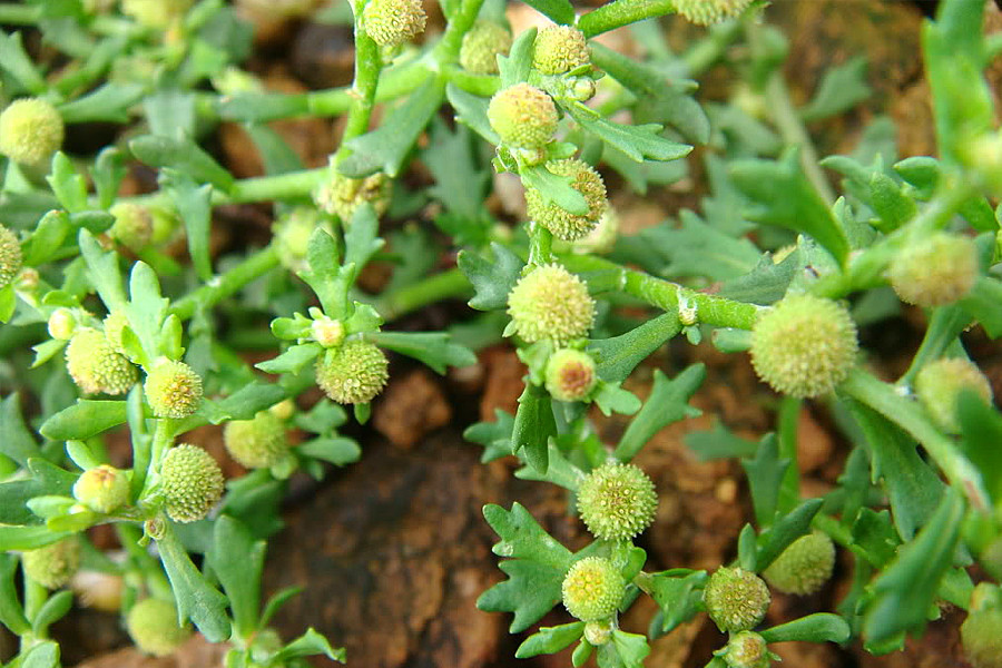 Ở Việt Nam, cây cóc mẳn phân bố chủ yếu ở các tỉnh vùng đồng bằng, trung du và núi thấp, thường mọc nhiều ở những nơi ẩm thấp, ruộng bỏ hoang. Ảnh: doctors24h.