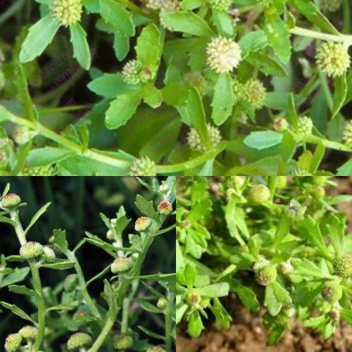 Cây cóc mẳn có lá đơn mọc so le, cụm hoa hình đầu mọc ở nách lá, quả bế 4 cạnh, trên cạnh có lông mịn nhỏ. Ảnh: namlimxanh.