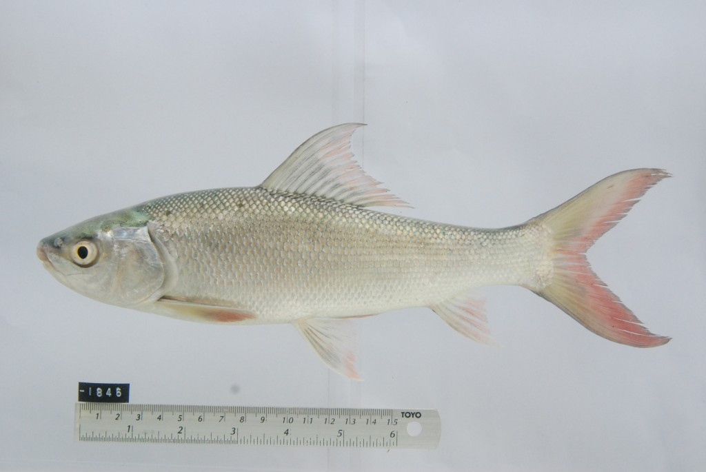  Cá duồng bay sống tầng đáy, ăn các sinh vật nổi như phù du thực vật, các loài giáp xác thấp, các vẩn cặn trong tầng nước. Ảnh: ffish.