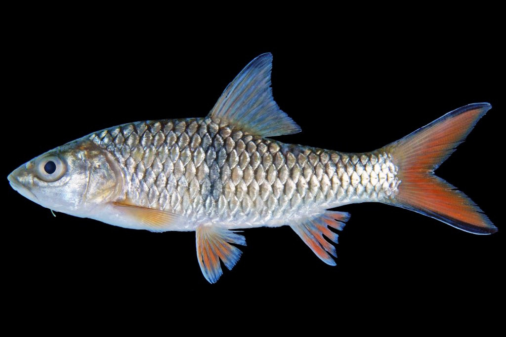 Trên thế giới, cá duồng bay phân bố ở lưu vực các sông Chao Phraya và Mekong tại Campuchia, Lào, Thái Lan. Ảnh: tepbac.