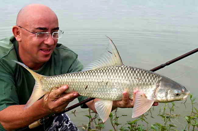 Cá duồng bay là loài cá có kích thước trung bình, thân hình thoi dài, mình dày, phần sau dẹp bên, đầu khá to, ngắn và rộng. Ảnh: fischlexikon.