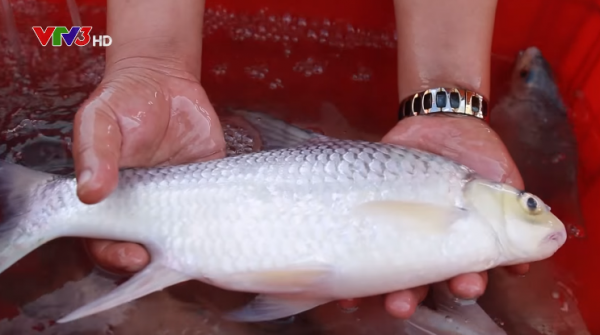 Sở dĩ có tên gọi là cá duồng bay bởi khi cá nhảy lên trên mặt nước sẽ giống như chúng đang bay. Ảnh: tintuc.