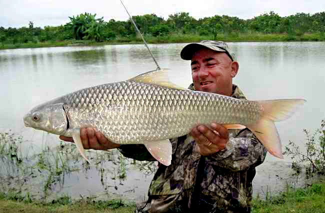 Cá duồng bay có thân màu vàng xám đến nâu, bụng trắng nhạt. Vây lưng và vây đuôi xám nâu, rìa đỏ. Ảnh: fischlexikon.